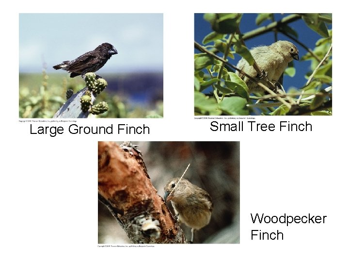 Large Ground Finch Small Tree Finch Woodpecker Finch 