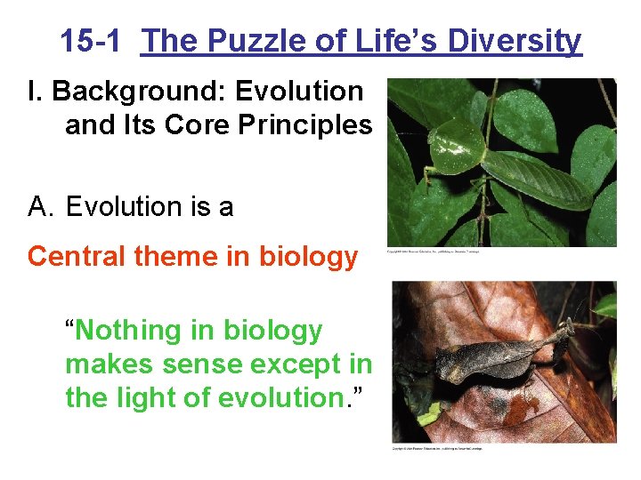 15 -1 The Puzzle of Life’s Diversity I. Background: Evolution and Its Core Principles