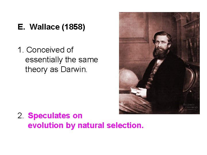 E. Wallace (1858) 1. Conceived of essentially the same theory as Darwin. 2. Speculates
