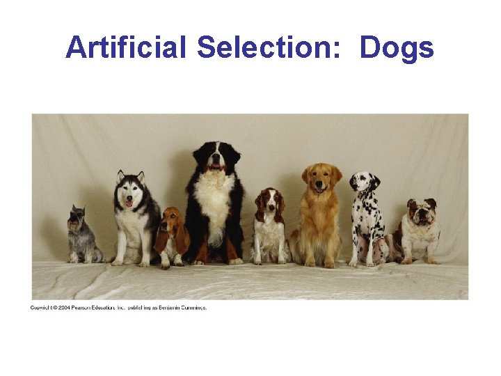 Artificial Selection: Dogs 