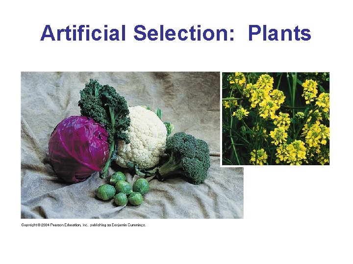 Artificial Selection: Plants 