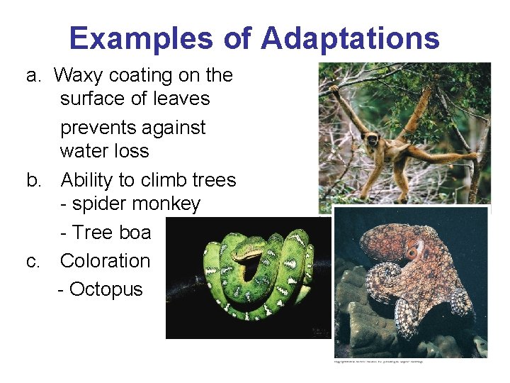 Examples of Adaptations a. Waxy coating on the surface of leaves prevents against water