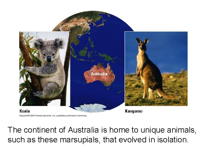 The continent of Australia is home to unique animals, such as these marsupials, that