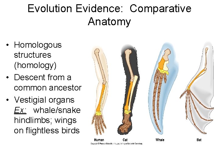 Evolution Evidence: Comparative Anatomy • Homologous structures (homology) • Descent from a common ancestor