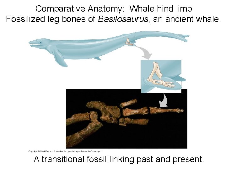 Comparative Anatomy: Whale hind limb Fossilized leg bones of Basilosaurus, an ancient whale. A