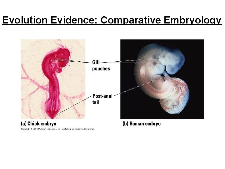 Evolution Evidence: Comparative Embryology 
