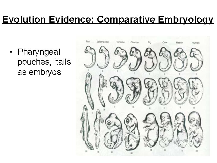 Evolution Evidence: Comparative Embryology • Pharyngeal pouches, ‘tails’ as embryos 