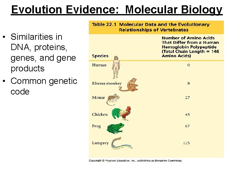 Evolution Evidence: Molecular Biology • Similarities in DNA, proteins, genes, and gene products •