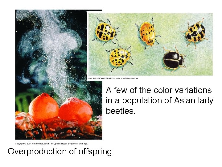 A few of the color variations in a population of Asian lady beetles. Overproduction