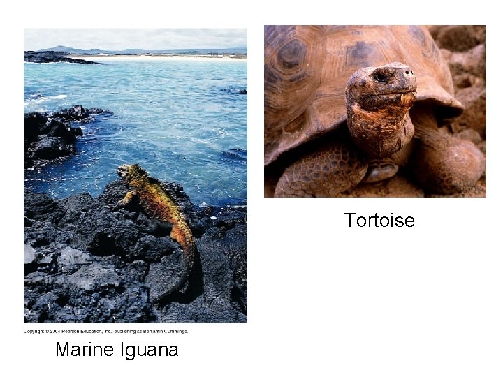 Tortoise Marine Iguana 