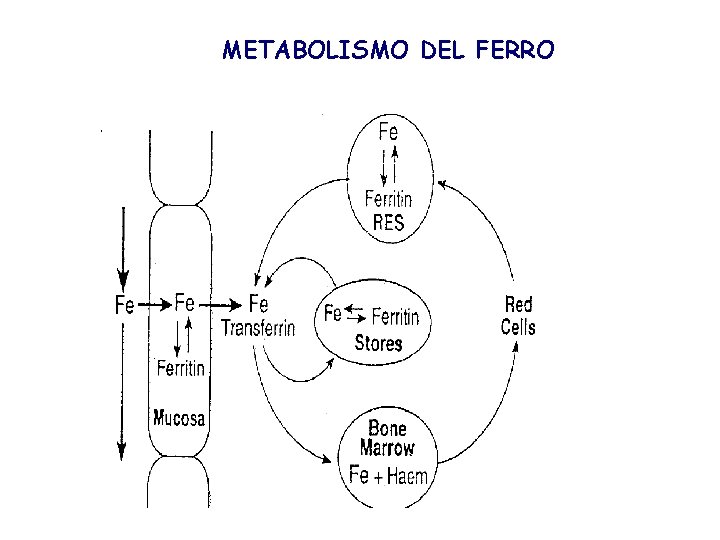 METABOLISMO DEL FERRO 