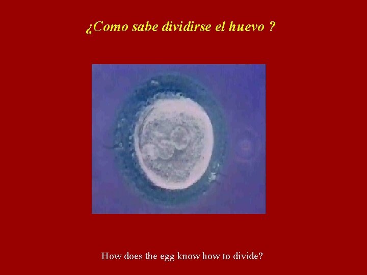 ¿Como sabe dividirse el huevo ? How does the egg know how to divide?