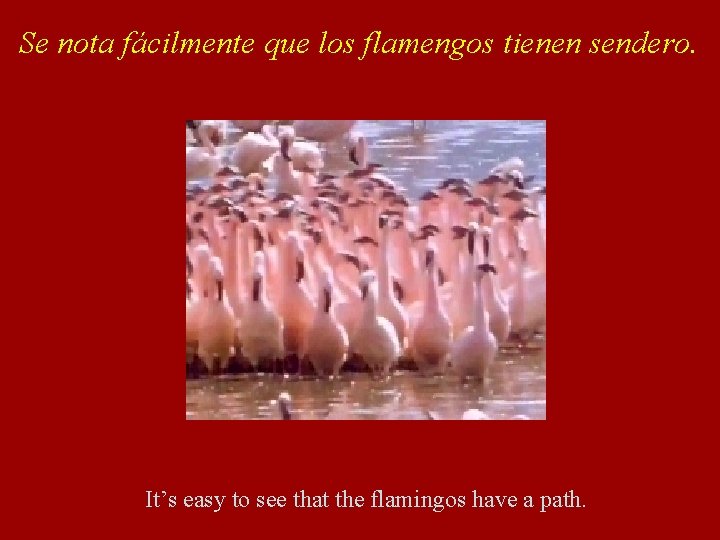 Se nota fácilmente que los flamengos tienen sendero. It’s easy to see that the
