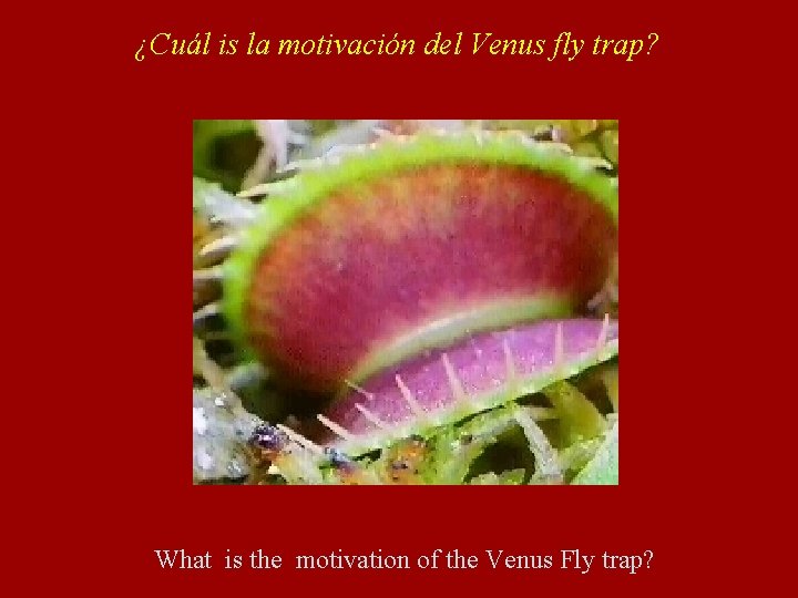 ¿Cuál is la motivación del Venus fly trap? What is the motivation of the