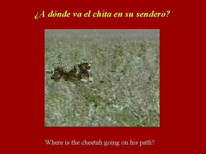 ¿A dónde va el chita en su sendero? Where is the cheetah going on