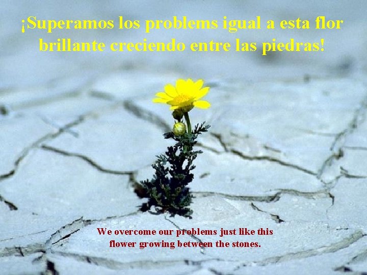 ¡Superamos los problems igual a esta flor brillante creciendo entre las piedras! We overcome