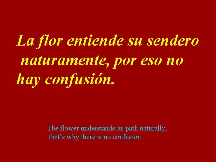 La flor entiende su sendero naturamente, por eso no hay confusión. The flower understands