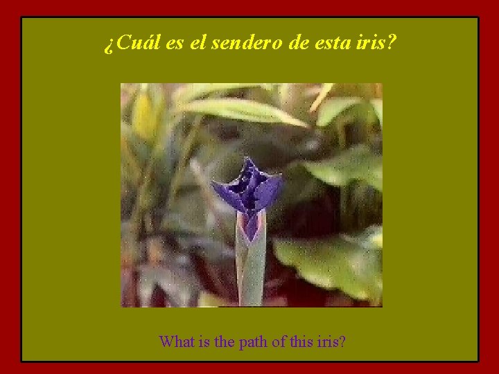 ¿Cuál es el sendero de esta iris? What is the path of this iris?
