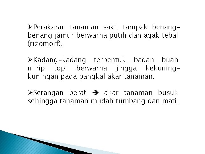 ØPerakaran tanaman sakit tampak benang jamur berwarna putih dan agak tebal (rizomorf). ØKadang-kadang terbentuk ØPerakaran tanaman sakit tampak benang jamur berwarna putih dan agak tebal (rizomorf). ØKadang-kadang terbentuk