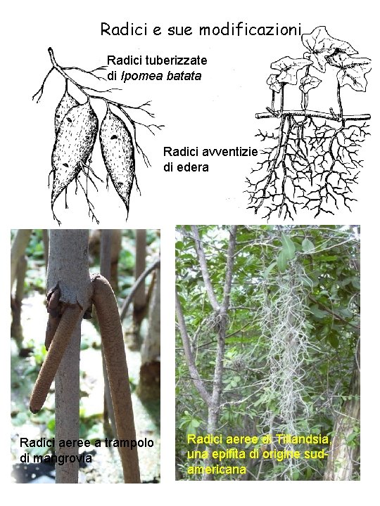 Radici e sue modificazioni Radici tuberizzate di Ipomea batata Radici avventizie di edera Radici Radici e sue modificazioni Radici tuberizzate di Ipomea batata Radici avventizie di edera Radici