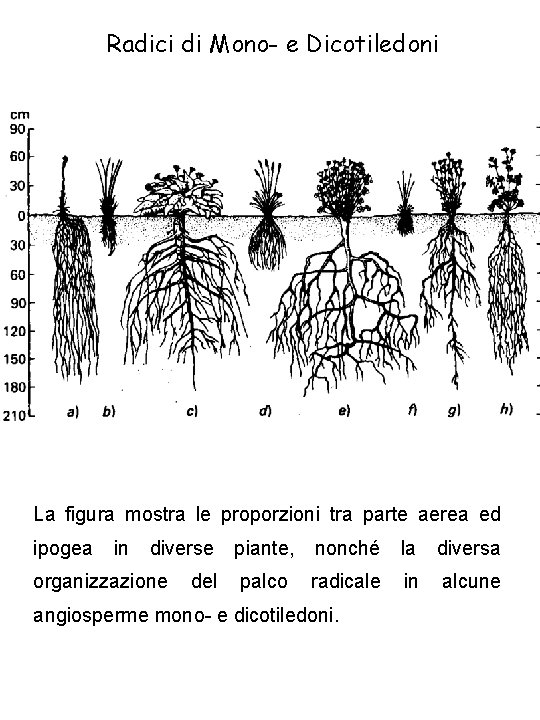 Radici di Mono- e Dicotiledoni La figura mostra le proporzioni tra parte aerea ed Radici di Mono- e Dicotiledoni La figura mostra le proporzioni tra parte aerea ed