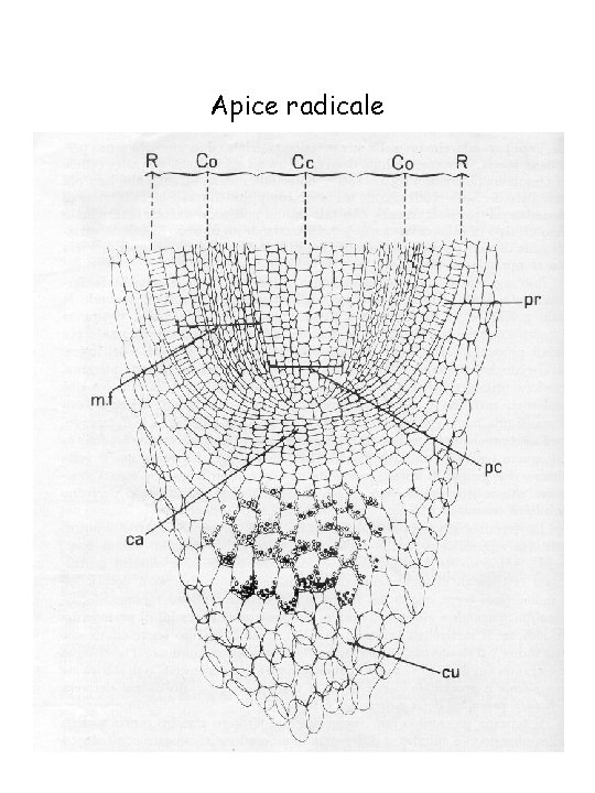 Apice radicale Apice radicale