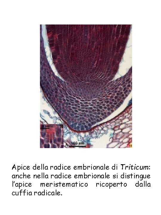 Apice della radice embrionale di Triticum: anche nella radice embrionale si distingue l’apice meristematico Apice della radice embrionale di Triticum: anche nella radice embrionale si distingue l’apice meristematico