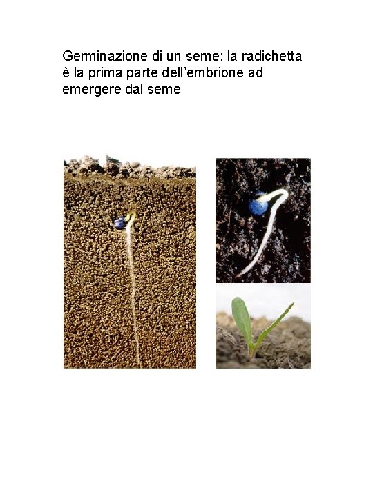 Germinazione di un seme: la radichetta è la prima parte dell’embrione ad emergere dal Germinazione di un seme: la radichetta è la prima parte dell’embrione ad emergere dal
