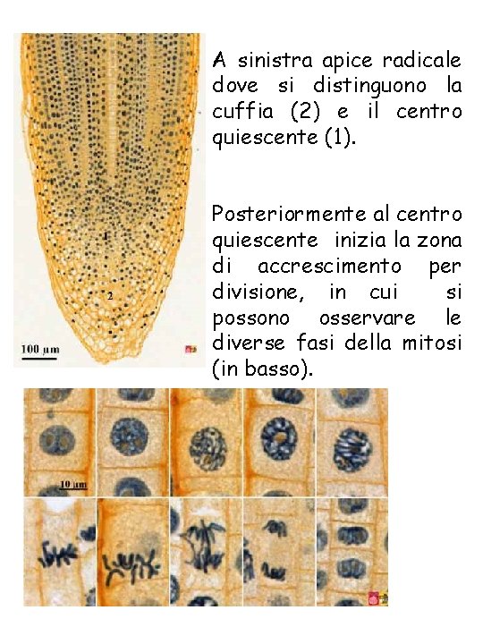 A sinistra apice radicale dove si distinguono la cuffia (2) e il centro quiescente A sinistra apice radicale dove si distinguono la cuffia (2) e il centro quiescente