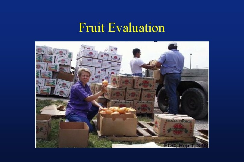 Fruit Evaluation 