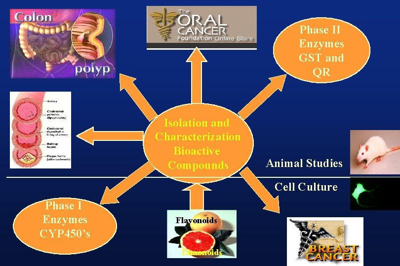 Phase II Enzymes GST and QR Isolation and Characterization Bioactive Compounds Animal Studies Cell