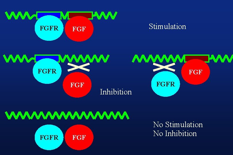 FGFR Stimulation FGF FGFR FGF Inhibition FGFR No Stimulation No Inhibition 