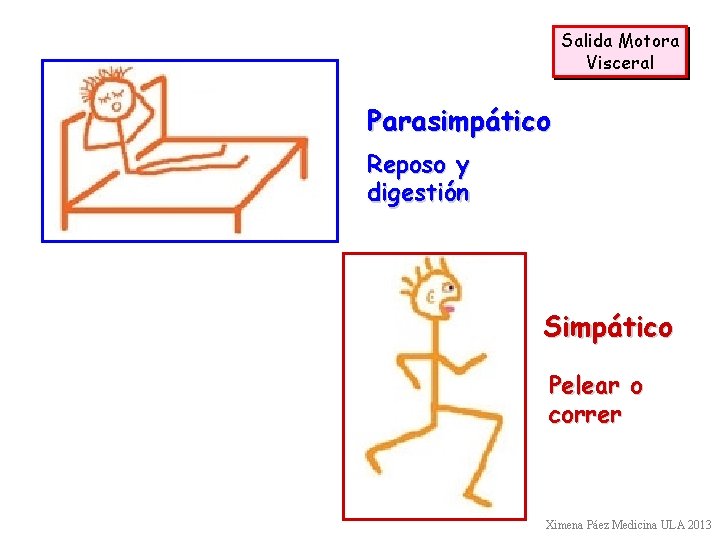 Salida Motora Visceral Parasimpático Reposo y digestión Simpático Pelear o correr Ximena Páez Medicina