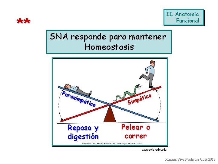 ** II. Anatomía Funcional SNA responde para mantener Homeostasis Par asim pát ico Reposo ** II. Anatomía Funcional SNA responde para mantener Homeostasis Par asim pát ico Reposo