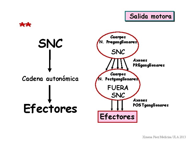** Salida motora SNC Cuerpos N. Preganglionares SNC Axones PREganglionares Cadena autonómica Cuerpos N. ** Salida motora SNC Cuerpos N. Preganglionares SNC Axones PREganglionares Cadena autonómica Cuerpos N.