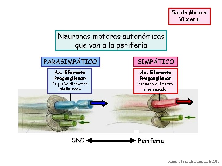 Salida Motora Visceral Neuronas motoras autonómicas que van a la periferia PARASIMPÁTICO Ax. Eferente