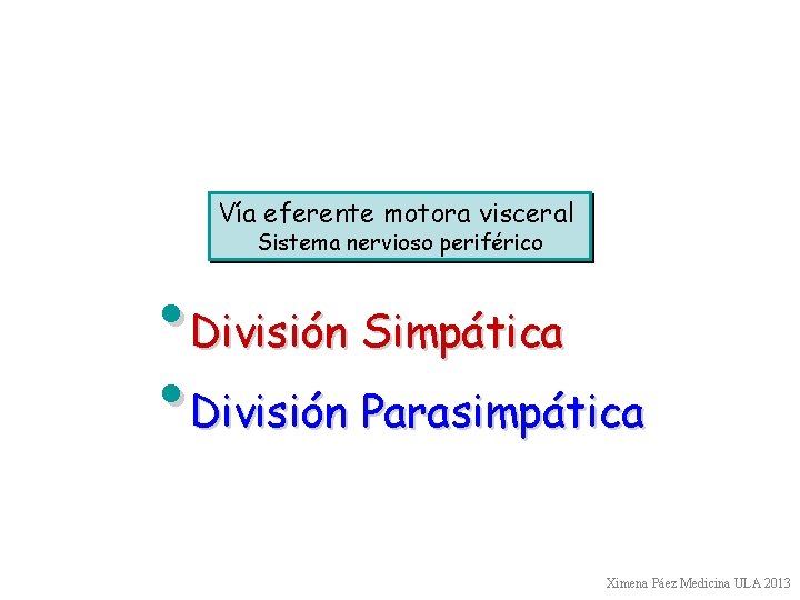 Vía eferente motora visceral Sistema nervioso periférico • División Simpática • División Parasimpática Ximena