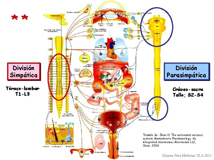 ** División Simpática División Parasimpática Tóraco-lumbar T 1 -L 3 Cráneo-sacra Tallo; S 2