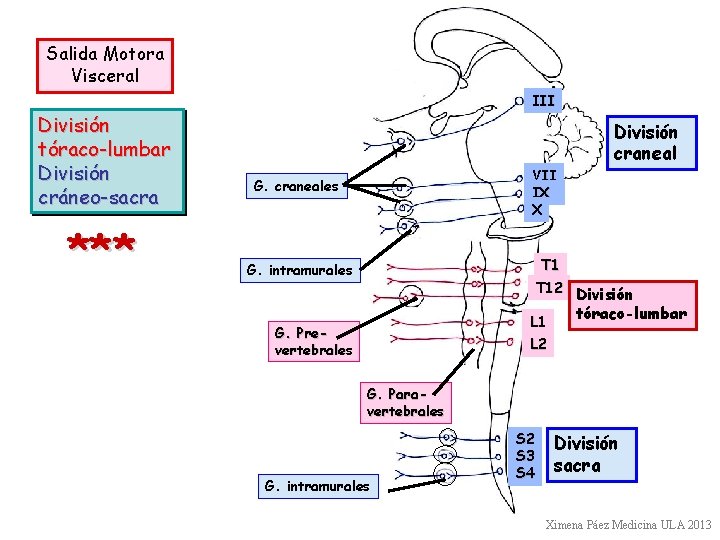 Salida Motora Visceral División tóraco-lumbar División cráneo-sacra *** III División craneal VII IX X