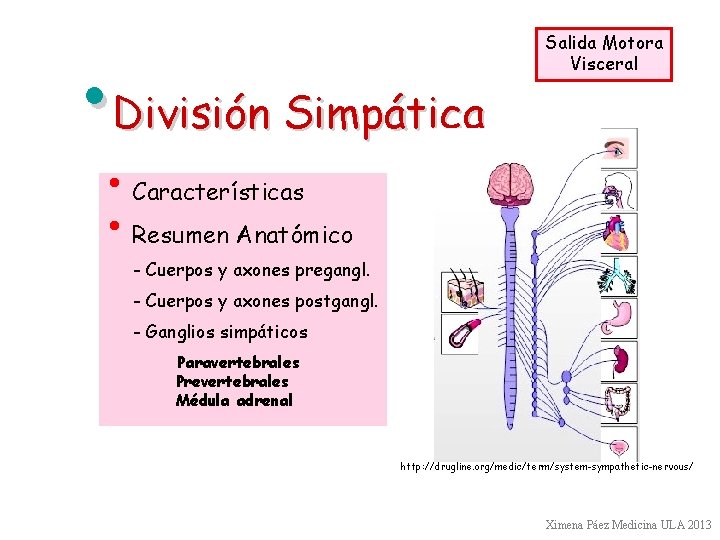  • División Simpática Salida Motora Visceral • Características • Resumen Anatómico - Cuerpos