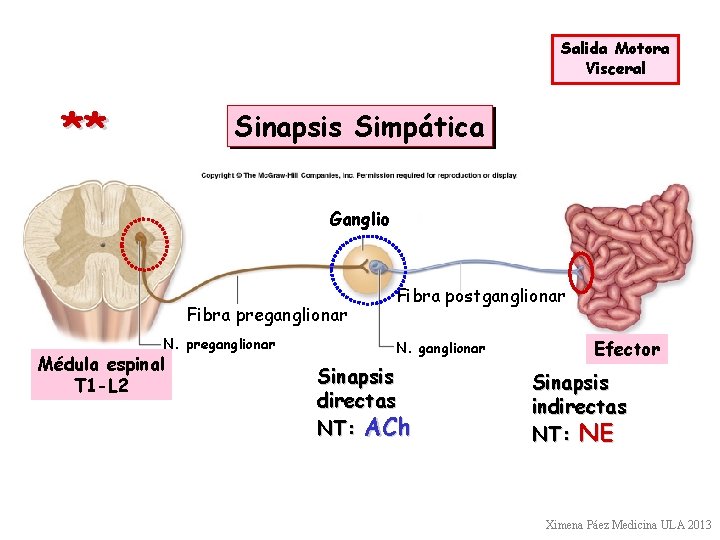 Salida Motora Visceral ** Sinapsis Simpática Ganglio Fibra preganglionar N. preganglionar Médula espinal T