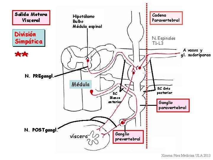 Salida Motora Visceral Cadena Paravertebral Hipotálamo Bulbo Médula espinal División Simpática N. Espinales T