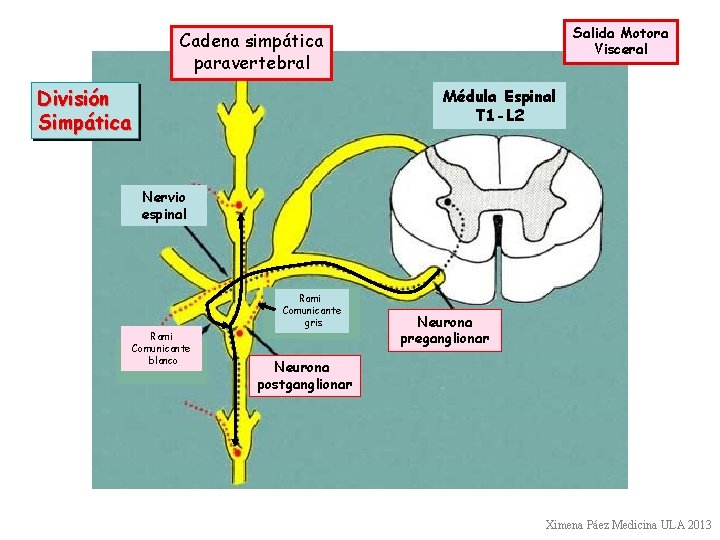 Salida Motora Visceral Cadena simpática paravertebral División Simpática Médula Espinal T 1 -L 2