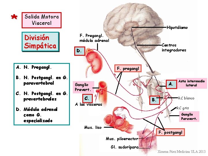 * Salida Motora Visceral División Simpática Hipotálamo F. Pregangl. médula adrenal D. A. N.