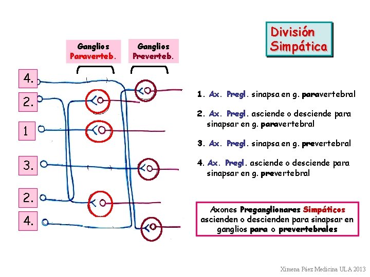 Ganglios Paraverteb. Ganglios Preverteb. División Simpática 4. 2. 1 3. 2. 4. 1. Ax.