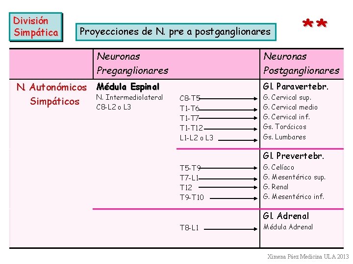División Simpática Proyecciones de N. pre a postganglionares Neuronas Preganglionares N. Autonómicos Médula Espinal División Simpática Proyecciones de N. pre a postganglionares Neuronas Preganglionares N. Autonómicos Médula Espinal