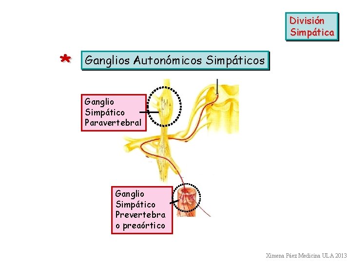 División Simpática * Ganglios Autonómicos Simpáticos Ganglio Simpático Paravertebral Ganglio Simpático Prevertebra o preaórtico