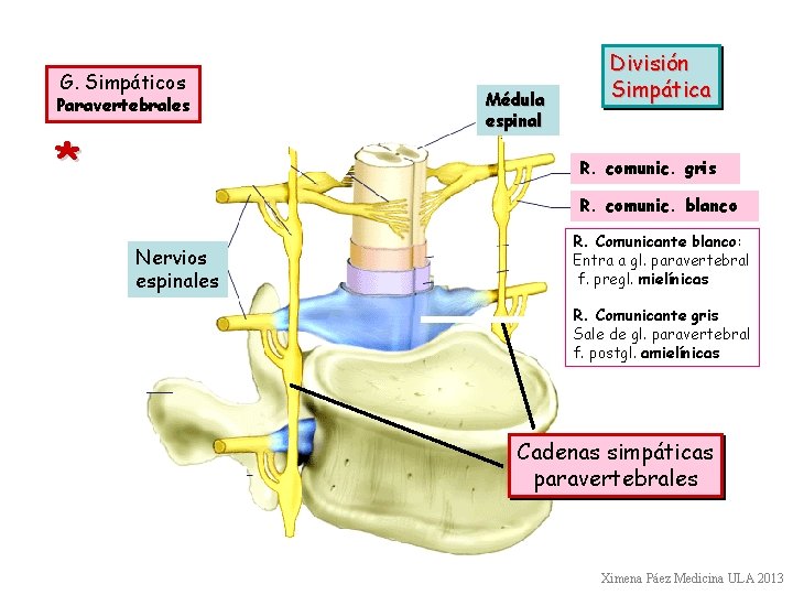 G. Simpáticos Paravertebrales * Médula espinal División Simpática R. comunic. gris R. comunic. blanco