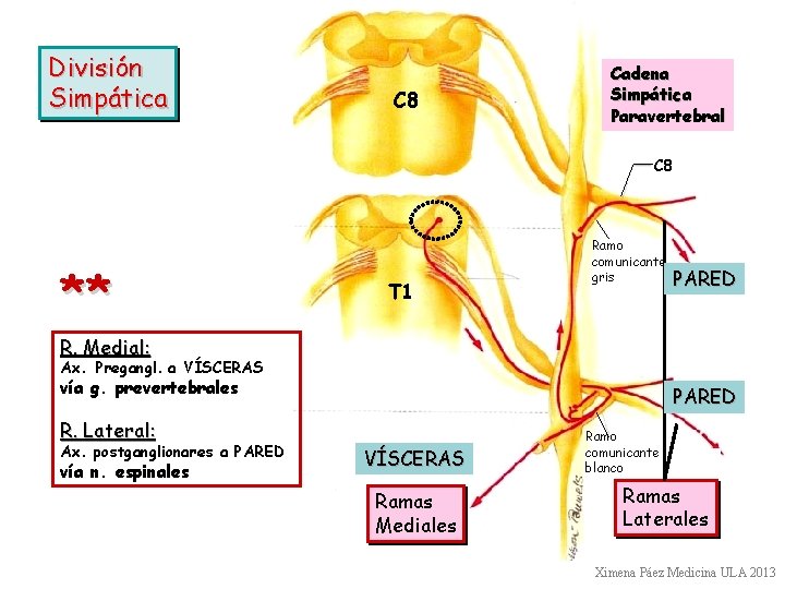 División Simpática C 8 Cadena Simpática Paravertebral C 8 ** T 1 Ramo comunicante