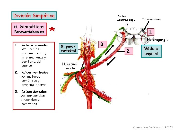 División Simpática G. Simpáticos Paravertebrales 1. Asta intermedio lat. recibe aferencias sup. , interneuronas